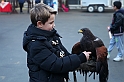 Falconeria_76