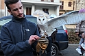 Falconeria_79