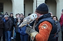 Falconeria_80