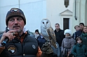Falconeria_84