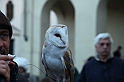 Falconeria_85