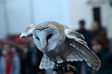 Falconeria_87