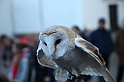 Falconeria_88