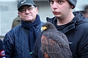 Falconeria_93