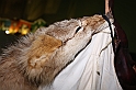 FestivalIrlandese_36