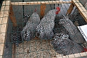 FieraDelCappone_010