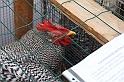 FieraDelCappone_011