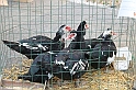 FieraDelCappone_202