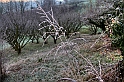 Freddo_12
