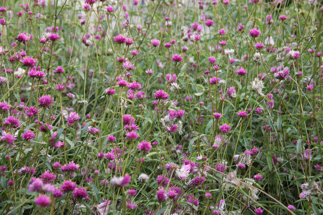 InAutunno_67.jpg - Tappeto Fuxia