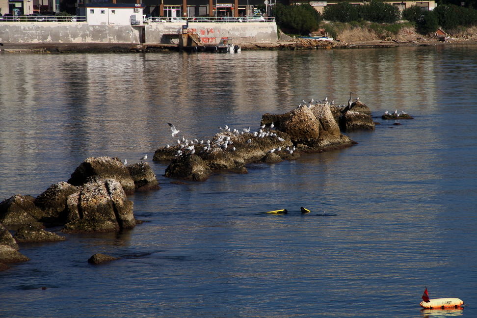 Sicilia_109.JPG - un altro sotto il pelo dell'acqua aspetta e cerca...