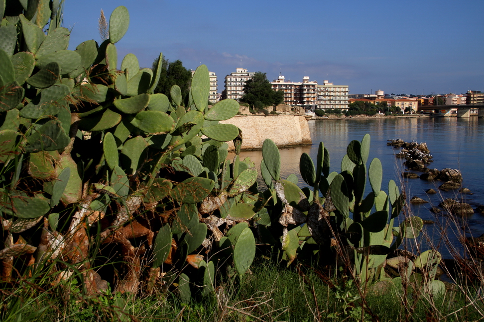 Sicilia_110.JPG - e i fichi d'india si crogiolano al sole...