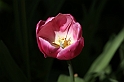 MesserTulipano_082