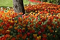 MesserTulipano_221
