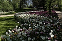 MesserTulipano_253