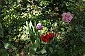 MesserTulipano_282