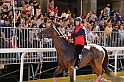 Palio2016_012