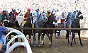 Palio2016_058
