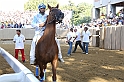 Palio2016_089