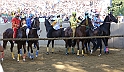 Palio2016_097