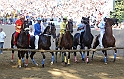 Palio2016_098