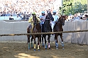Palio2016_101