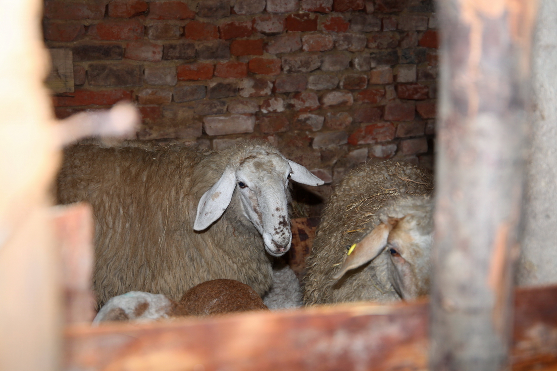Presepe2015_058.JPG