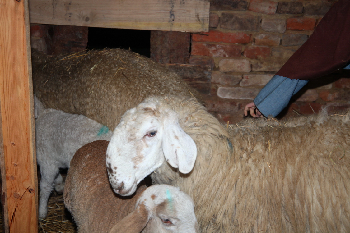 Presepe2015_059.JPG