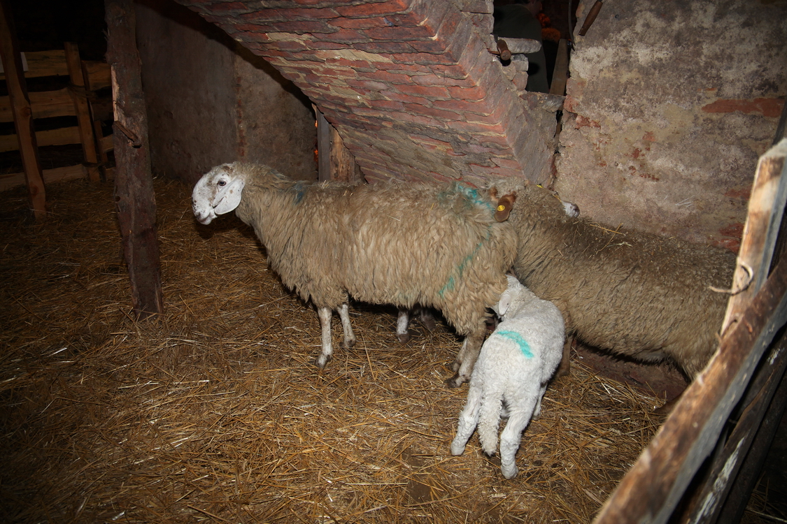 Presepe2015_084.JPG