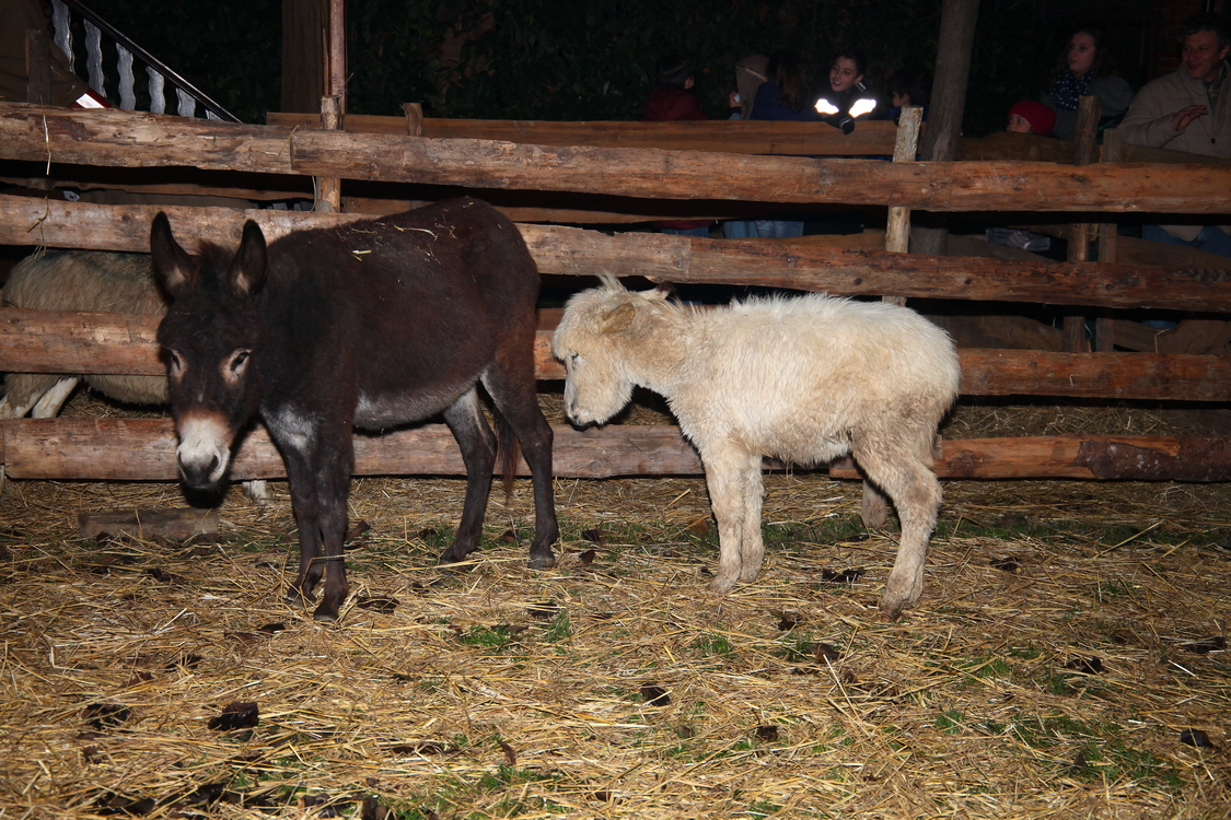 Presepe2015_110.JPG