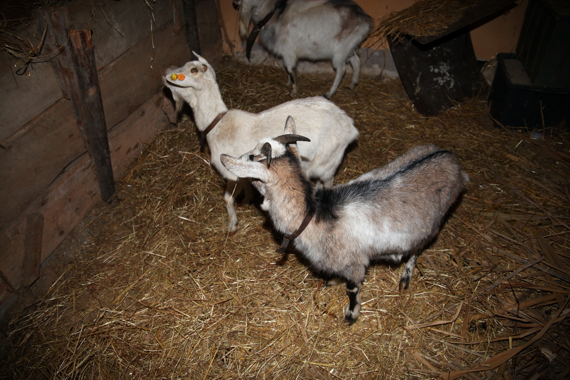 Presepe2015_111.JPG