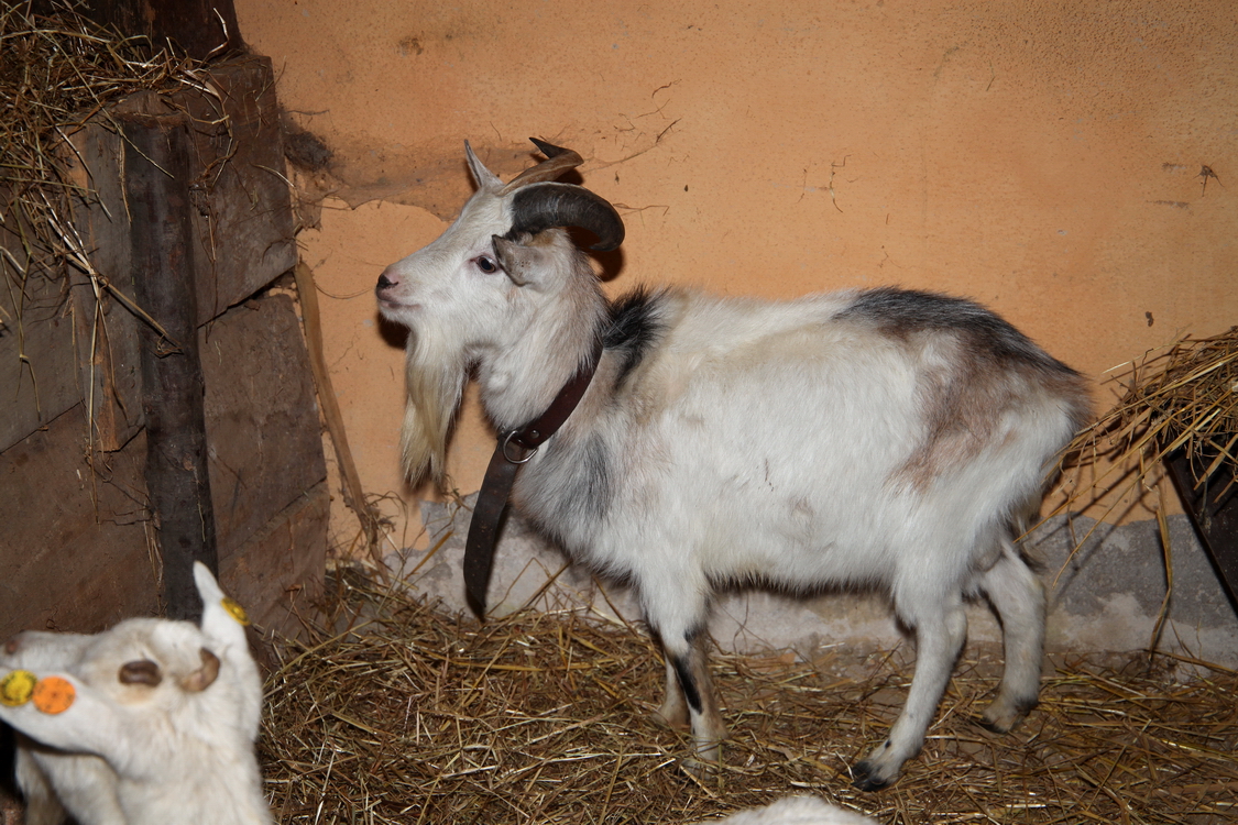 Presepe2015_112.JPG