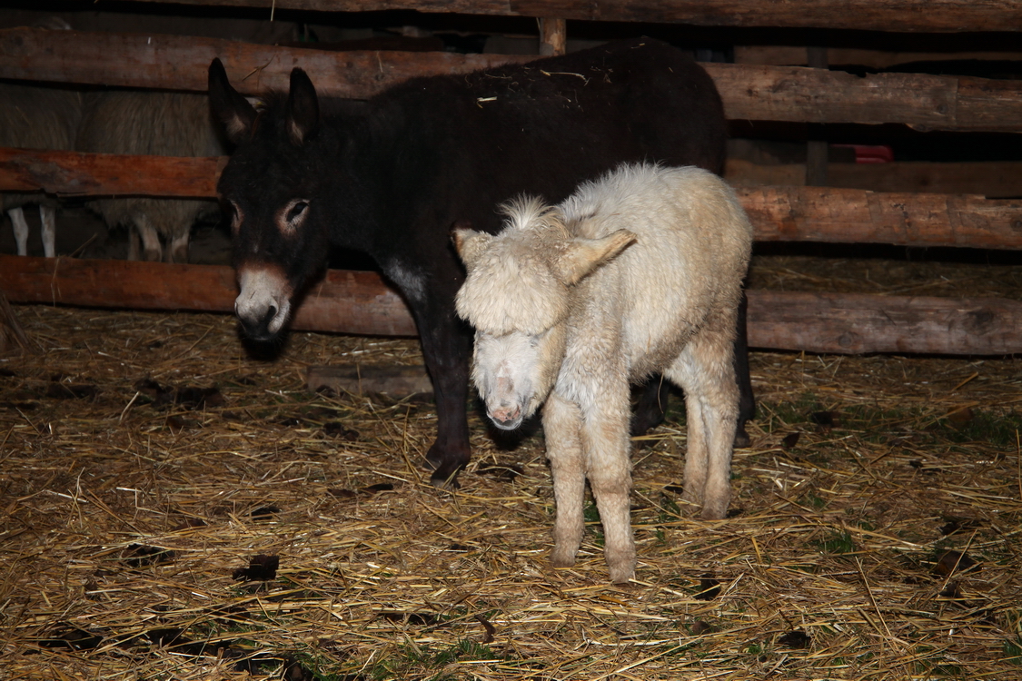 Presepe2015_113.JPG
