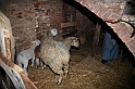 Presepe2015_062