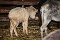 Presepe2015_108