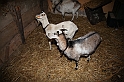 Presepe2015_111