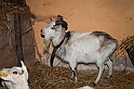 Presepe2015_112