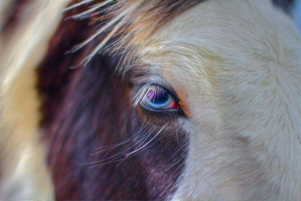 Scarborough_20.jpg - E per chiudere devo ammettere che un cavallo con occhi così non l'avevo mai visto! :)
