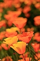 Poppies