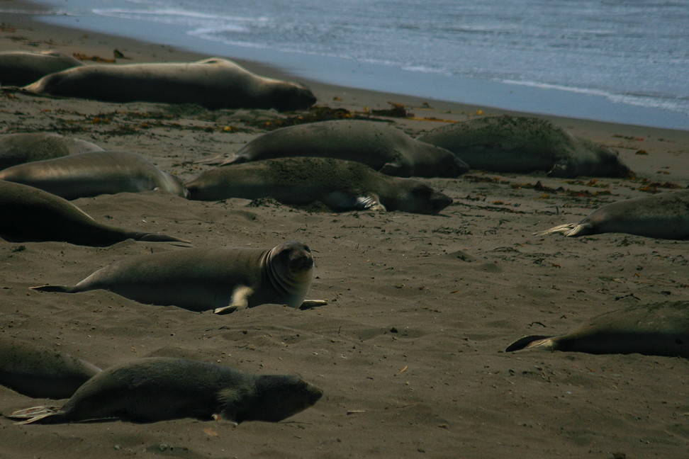America_106.jpg - Fa talmente freddo che puoi trovare addirittura delle foche!(Point Piedras Blancas, Leoni marini, California)