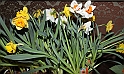 MesserTulipano_09