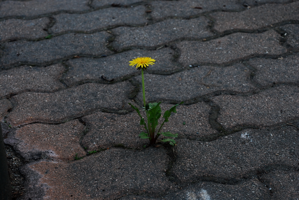vita_18.JPG - tra i fiori che nn temono la lotta....